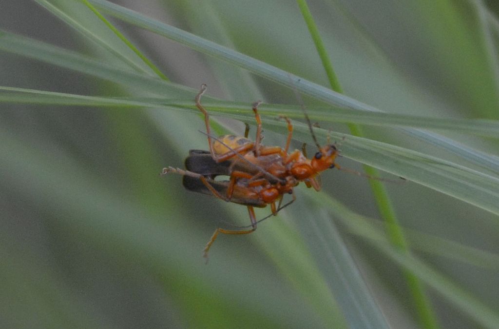 Cantharidae: Armidia signata?  Sì !
